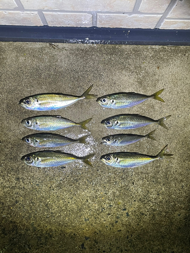 アジの釣果