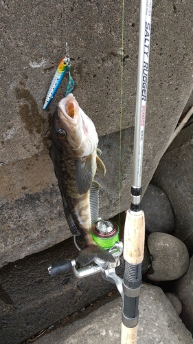 ホッケの釣果