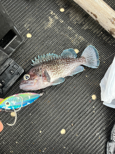 マゾイの釣果