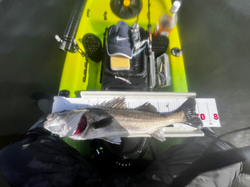 シーバスの釣果