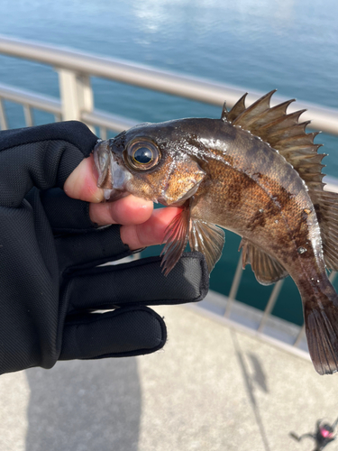 メバルの釣果