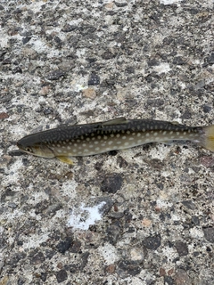 アメマスの釣果