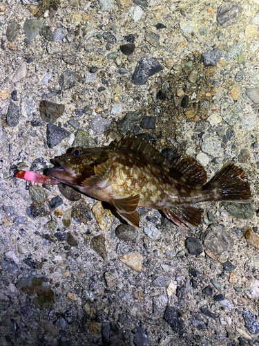 カサゴの釣果