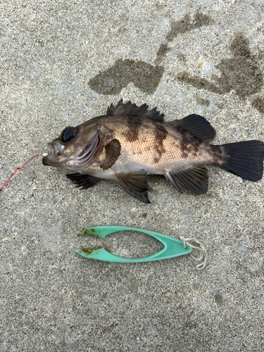 メバルの釣果