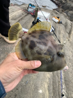 カワハギの釣果