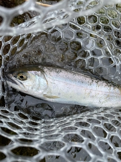 ヤマメの釣果