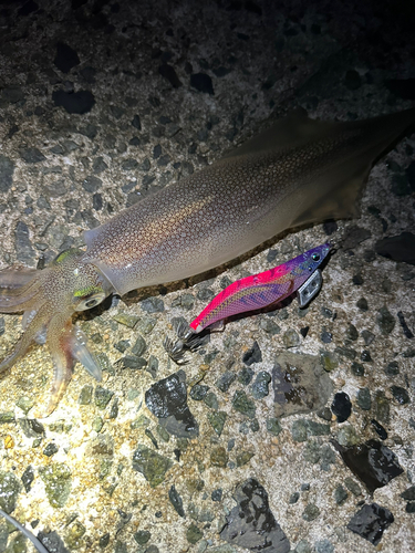 ヤリイカの釣果