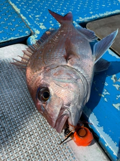 マダイの釣果