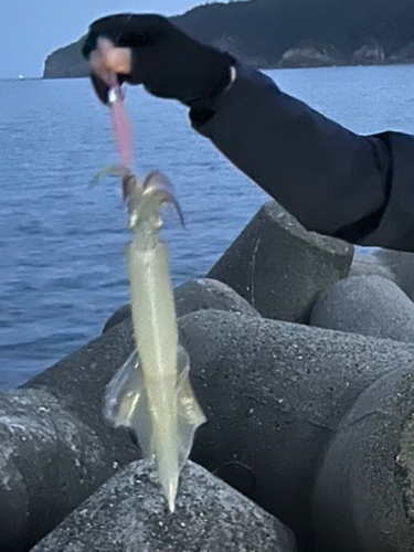 ヤリイカの釣果