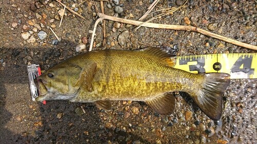 スモールマウスバスの釣果