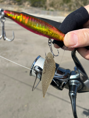 シタビラメの釣果