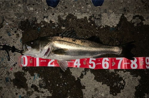 シーバスの釣果