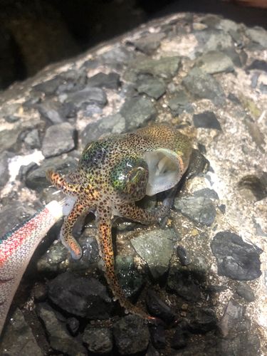 ミミイカの釣果