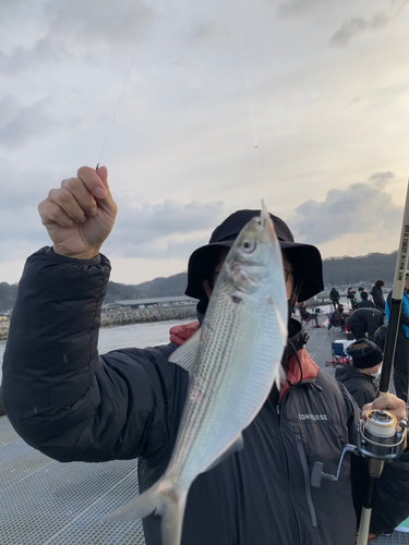 コノシロの釣果