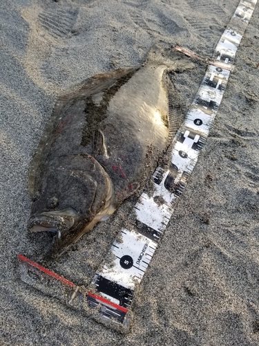 ヒラメの釣果