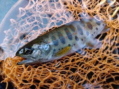 アマゴの釣果