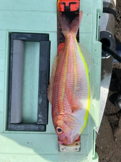 イトヨリダイの釣果