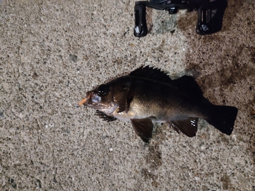 クロメバルの釣果