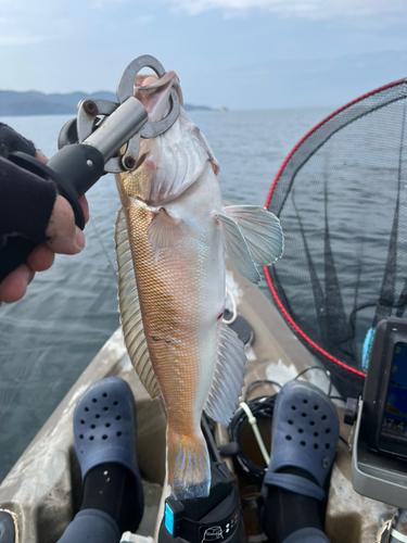 シロアマダイの釣果