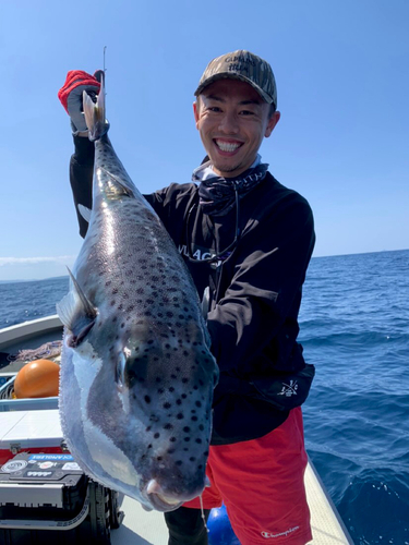 センニンフグの釣果