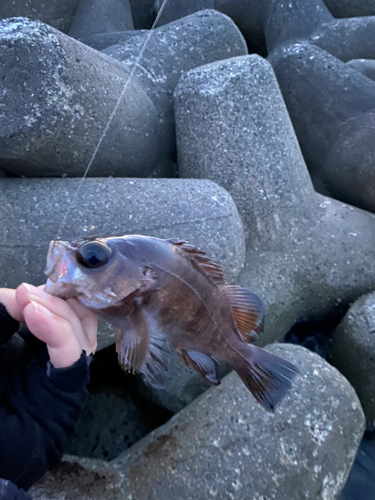 クロメバルの釣果