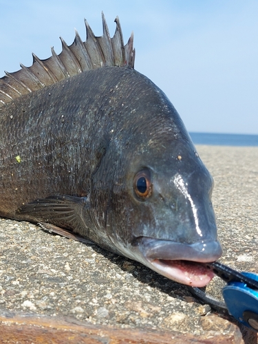 チヌの釣果