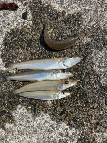 シロギスの釣果