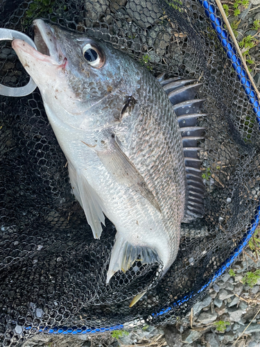 キビレの釣果