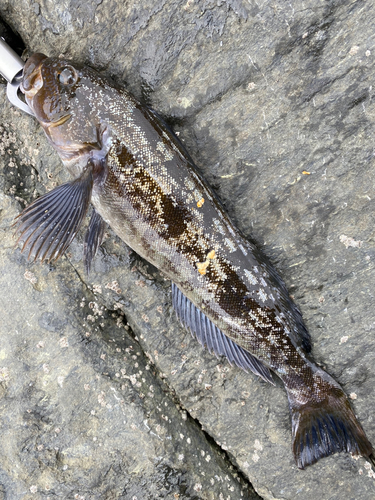 アイナメの釣果