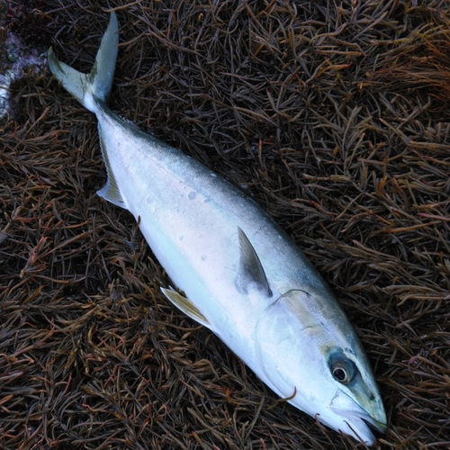 ハマチの釣果