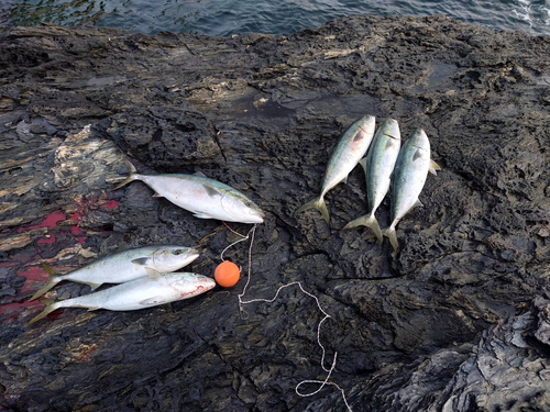 ブリの釣果