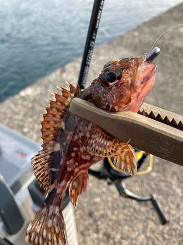 カサゴの釣果