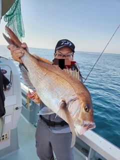 マダイの釣果