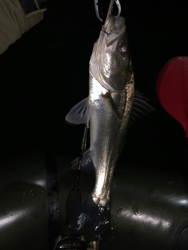 シーバスの釣果