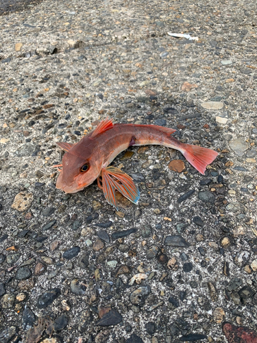 ホウボウの釣果