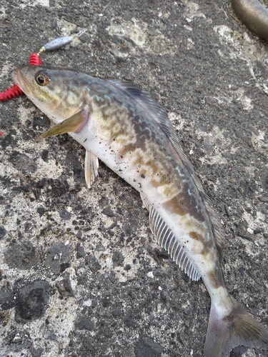 ホッケの釣果