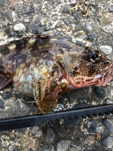 カサゴの釣果