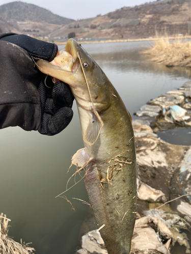 ナマズの釣果