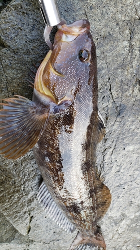 アイナメの釣果