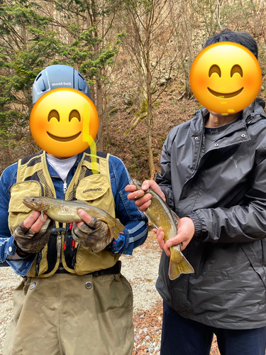 イワナの釣果