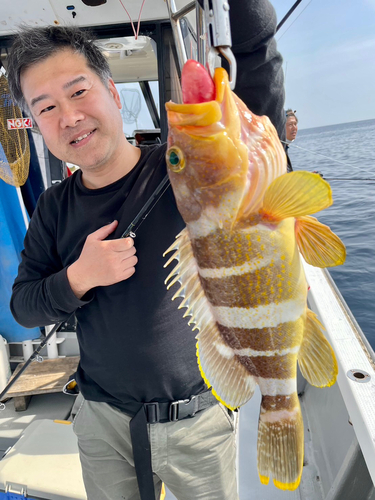 アオハタの釣果