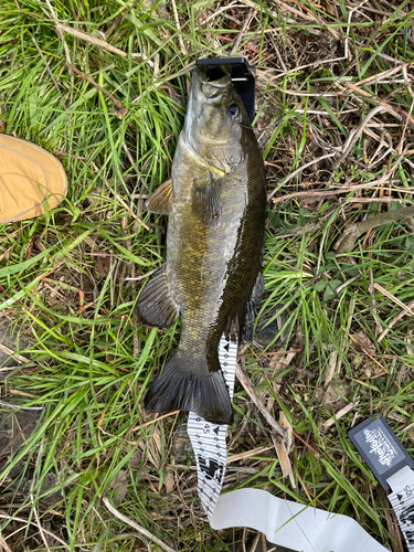 スモールマウスバスの釣果