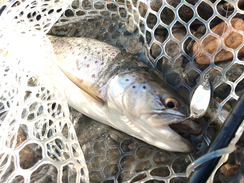 ブラウントラウトの釣果