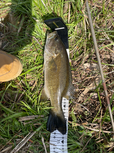 スモールマウスバスの釣果