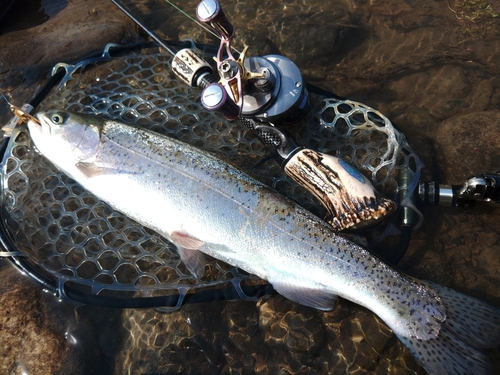 ニジマスの釣果