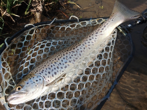 ブラウントラウトの釣果