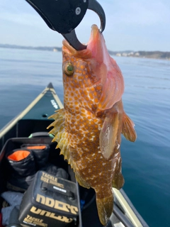 キジハタの釣果