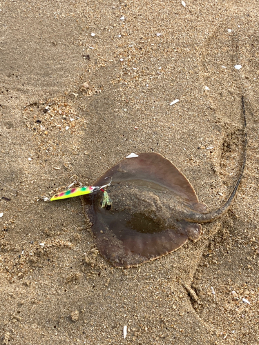 アカエイの釣果