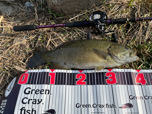 スモールマウスバスの釣果