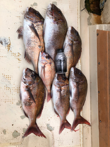 マダイの釣果